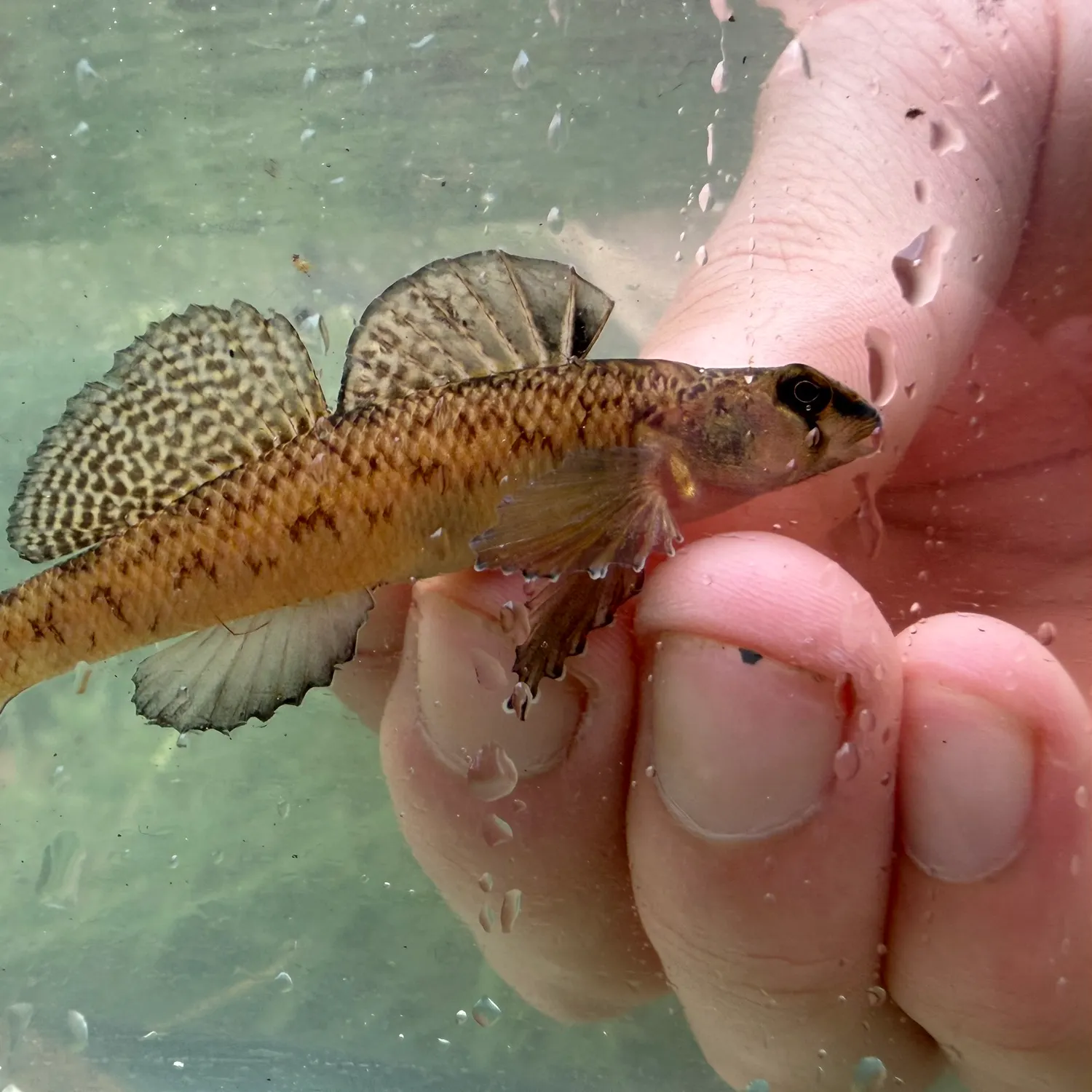 The most recent Southern tesselated darter catches on Fishbrain