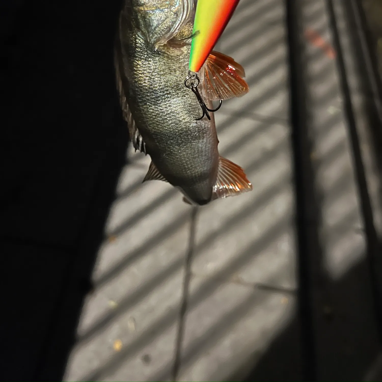 European perch caught on Fishbrain