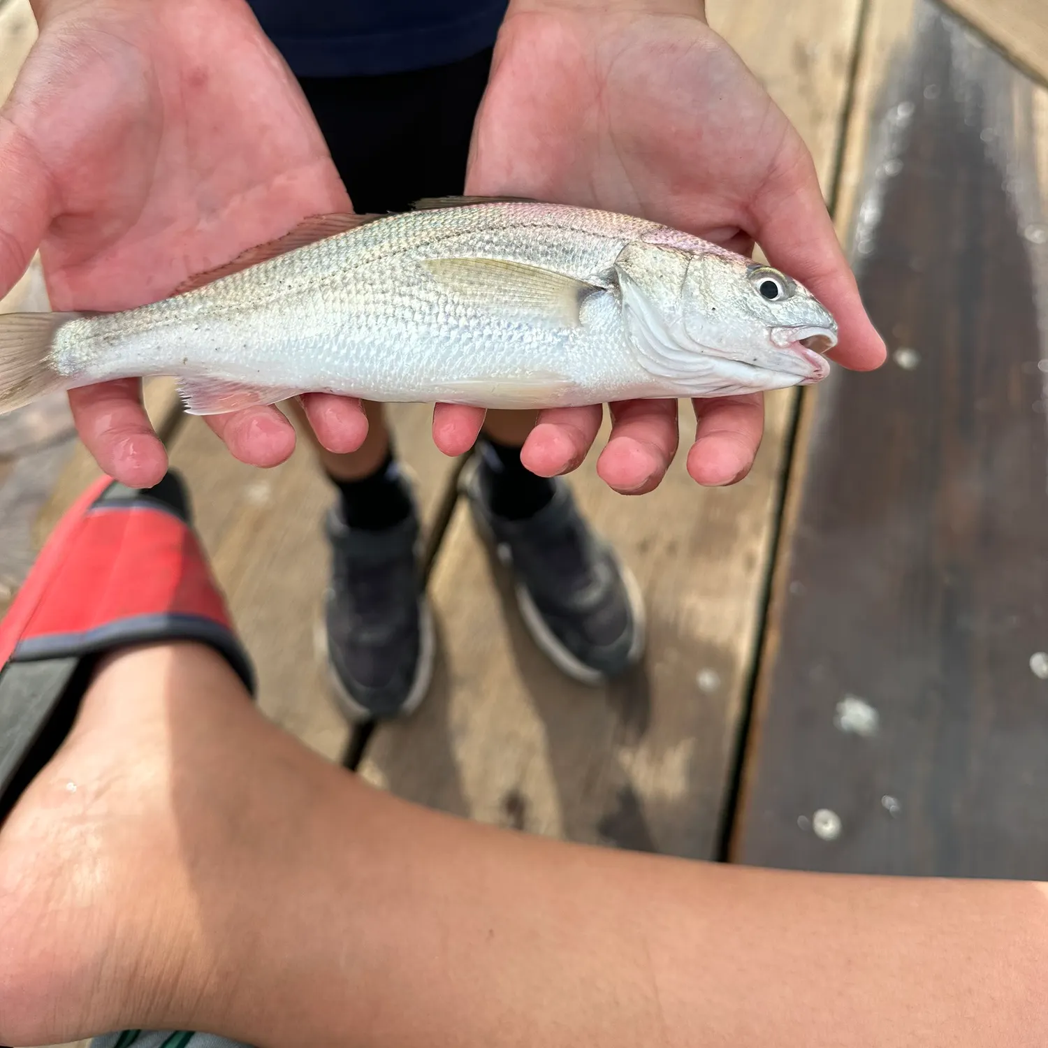 The most recent White croaker catches on Fishbrain