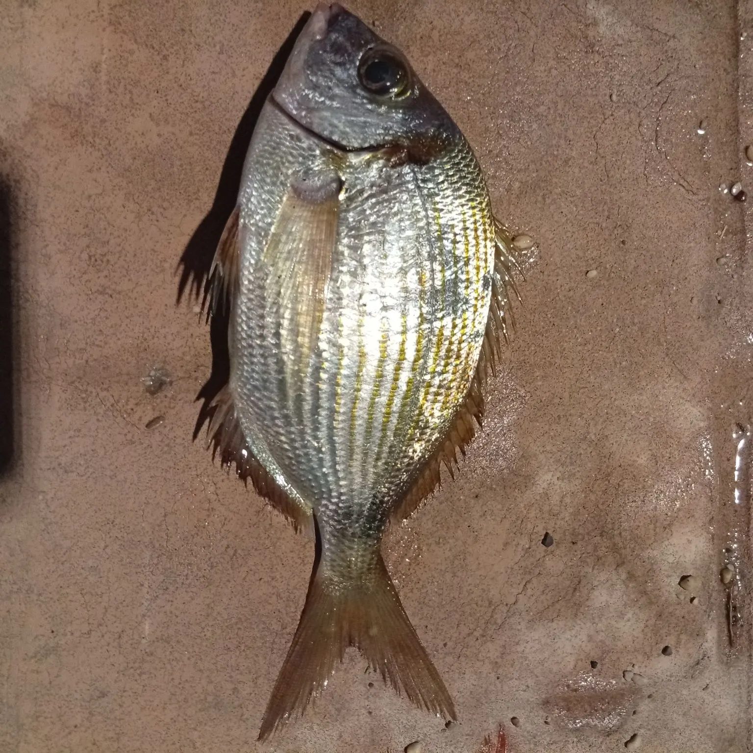 The most recent White seabream catches on Fishbrain
