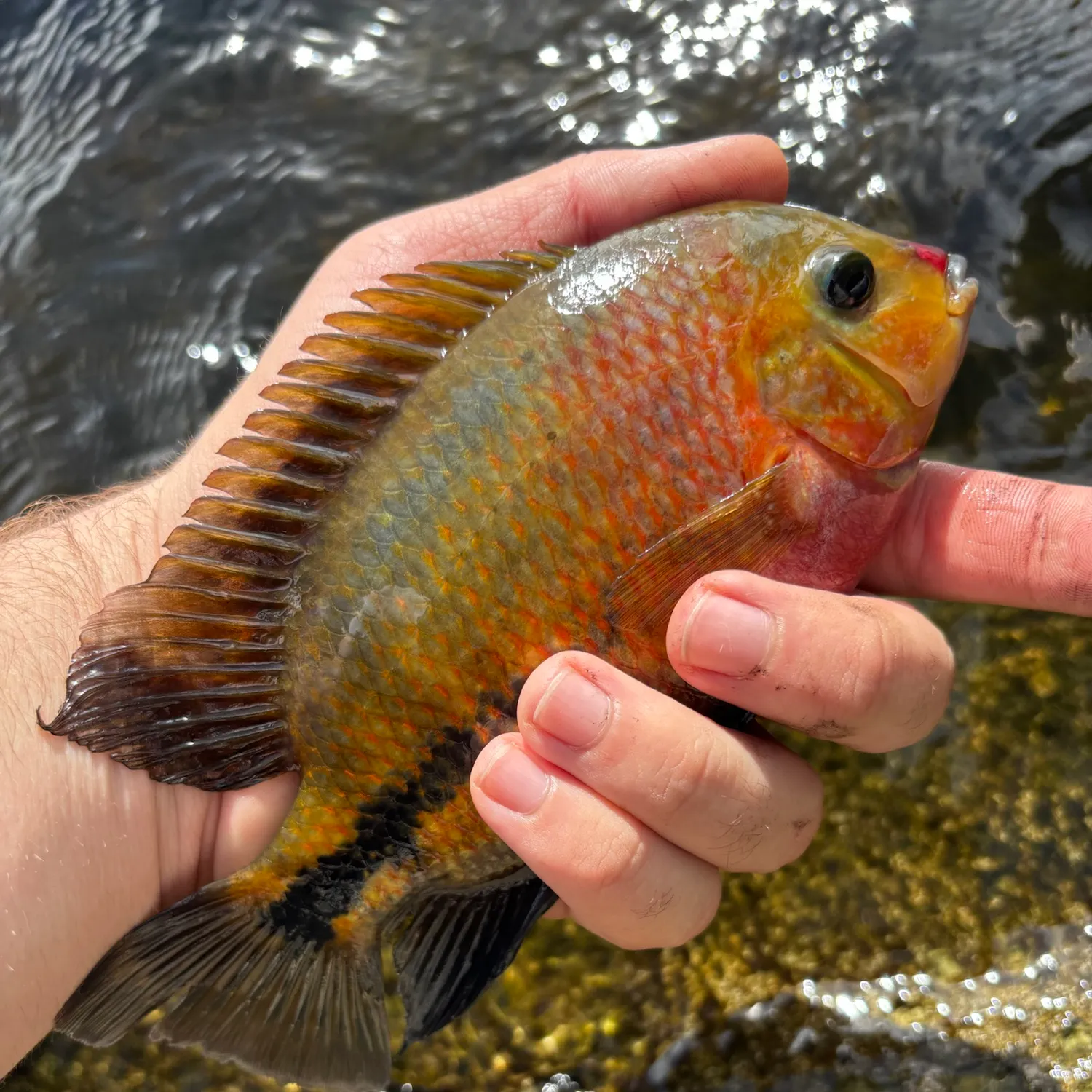 Spotted tilapia caught on Fishbrain