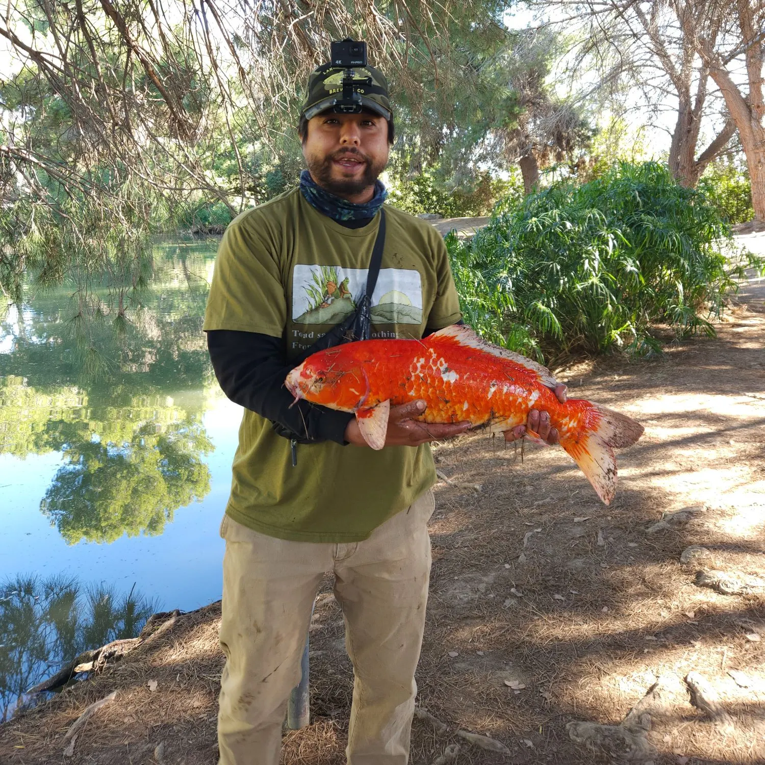 The most recent Koi carp catches on Fishbrain