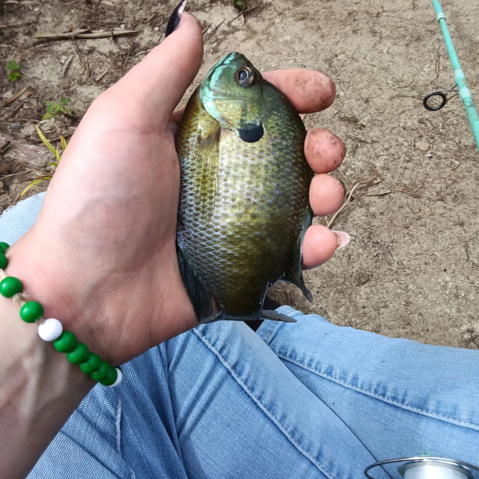 Bluegill caught on Fishbrain