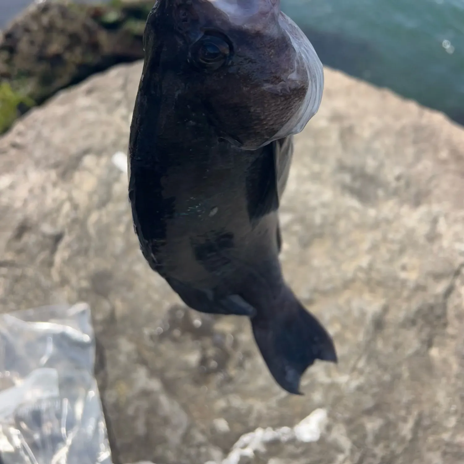 The most recent Deacon rockfish catches on Fishbrain