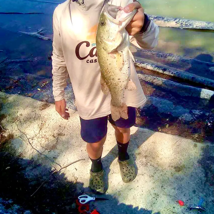 Largemouth bass caught on Fishbrain