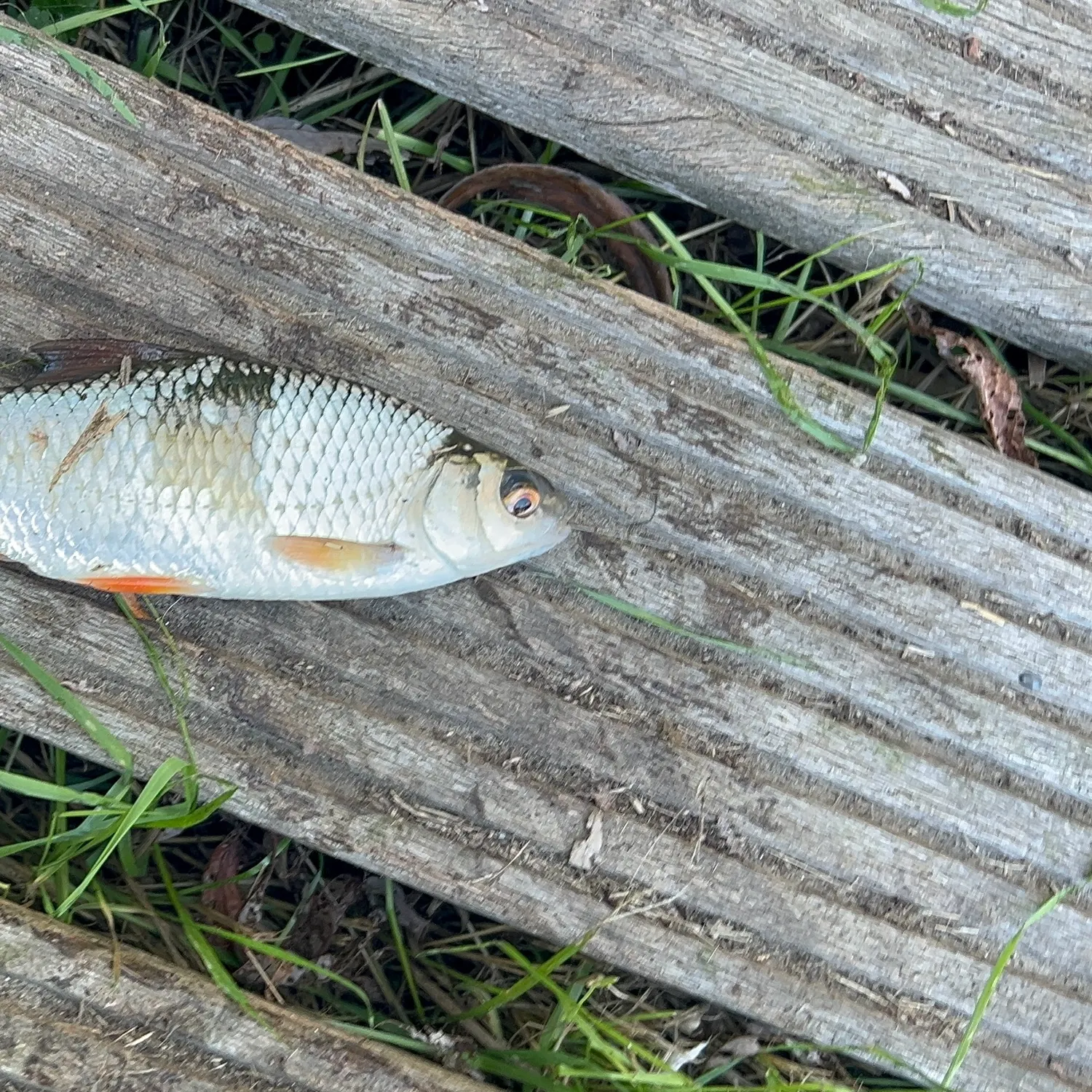 Common rudd caught on Fishbrain