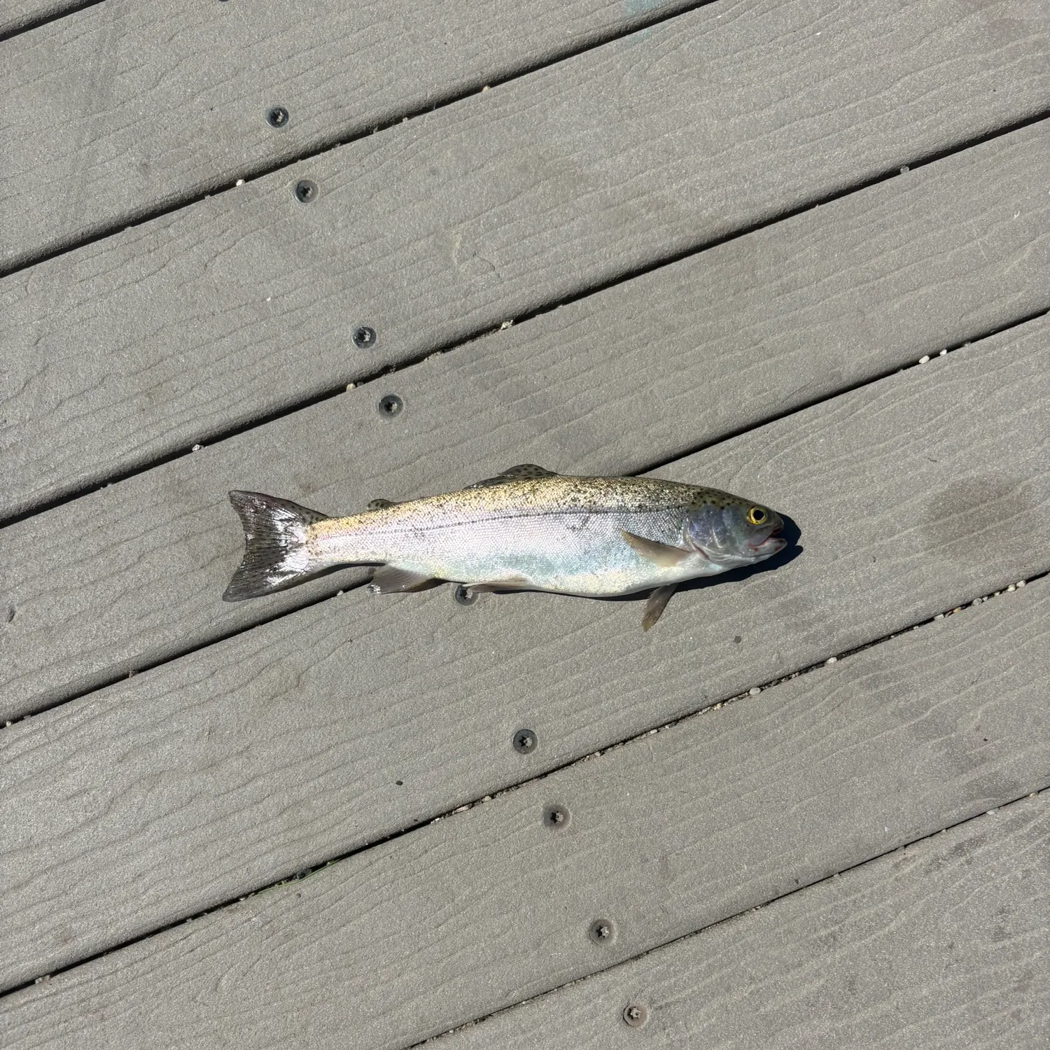 Rainbow trout caught on Fishbrain