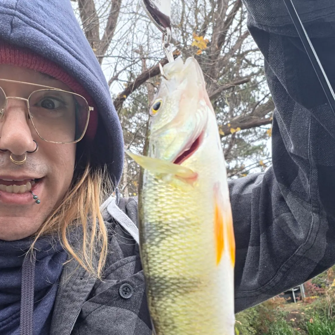 Yellow perch caught on Fishbrain