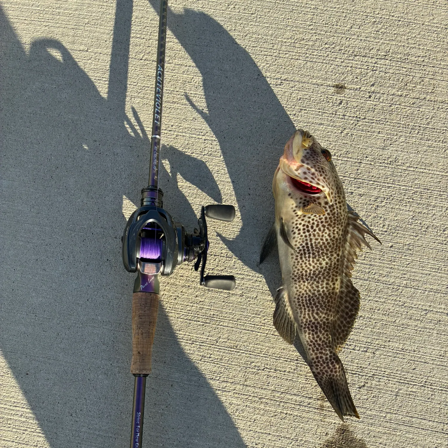 The most recent Spotted sand bass catches on Fishbrain