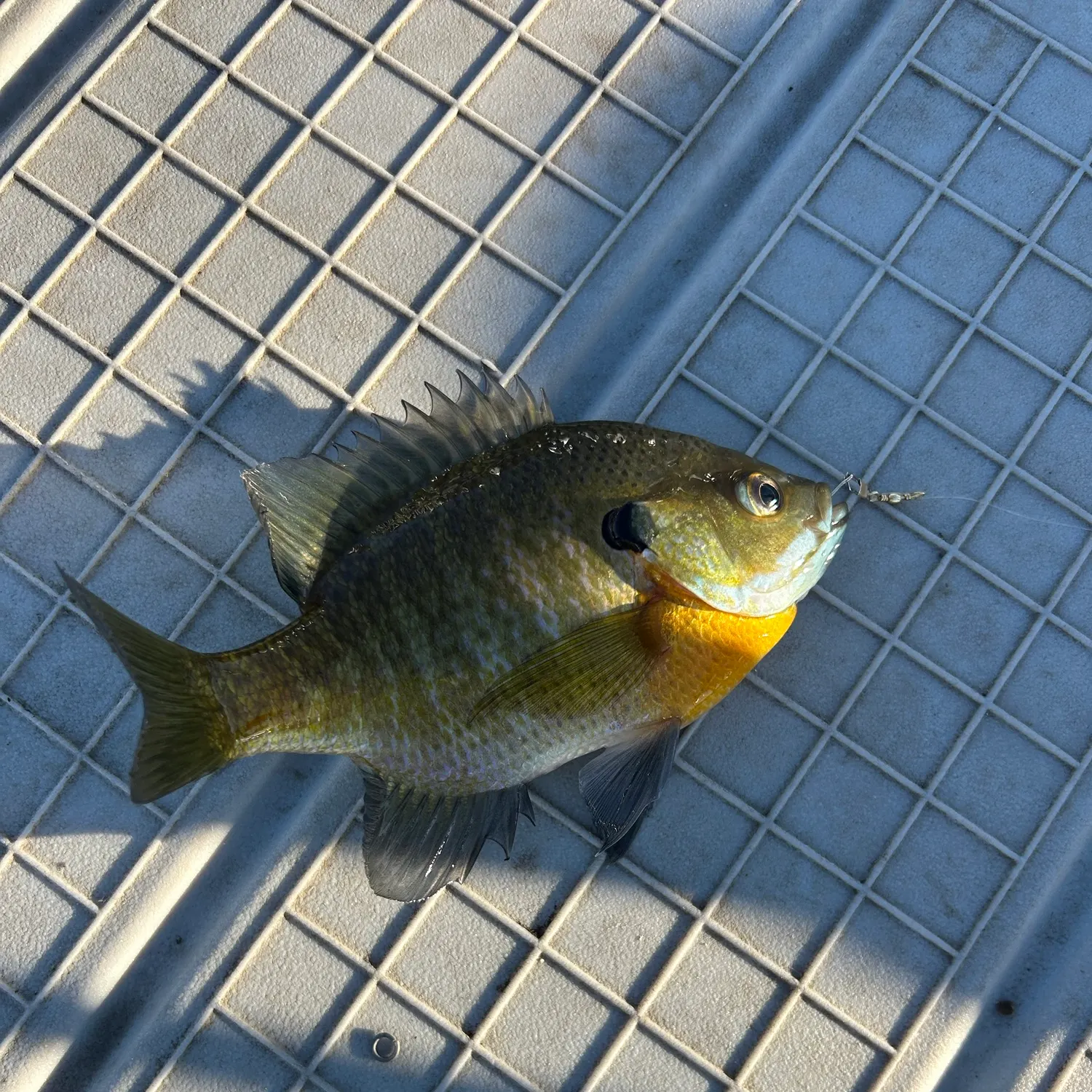 Bluegill caught on Fishbrain
