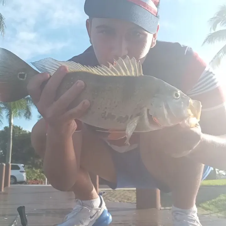 Butterfly peacock bass caught on Fishbrain