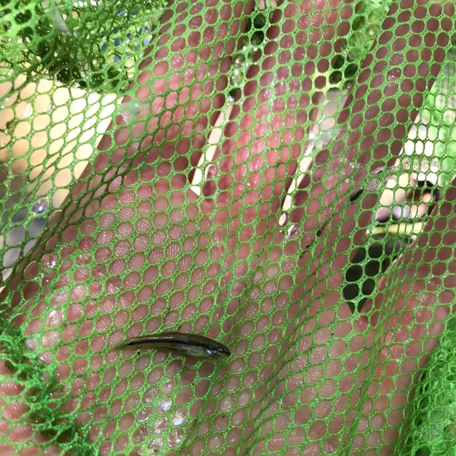 The most recent Blacknose shiner catches on Fishbrain