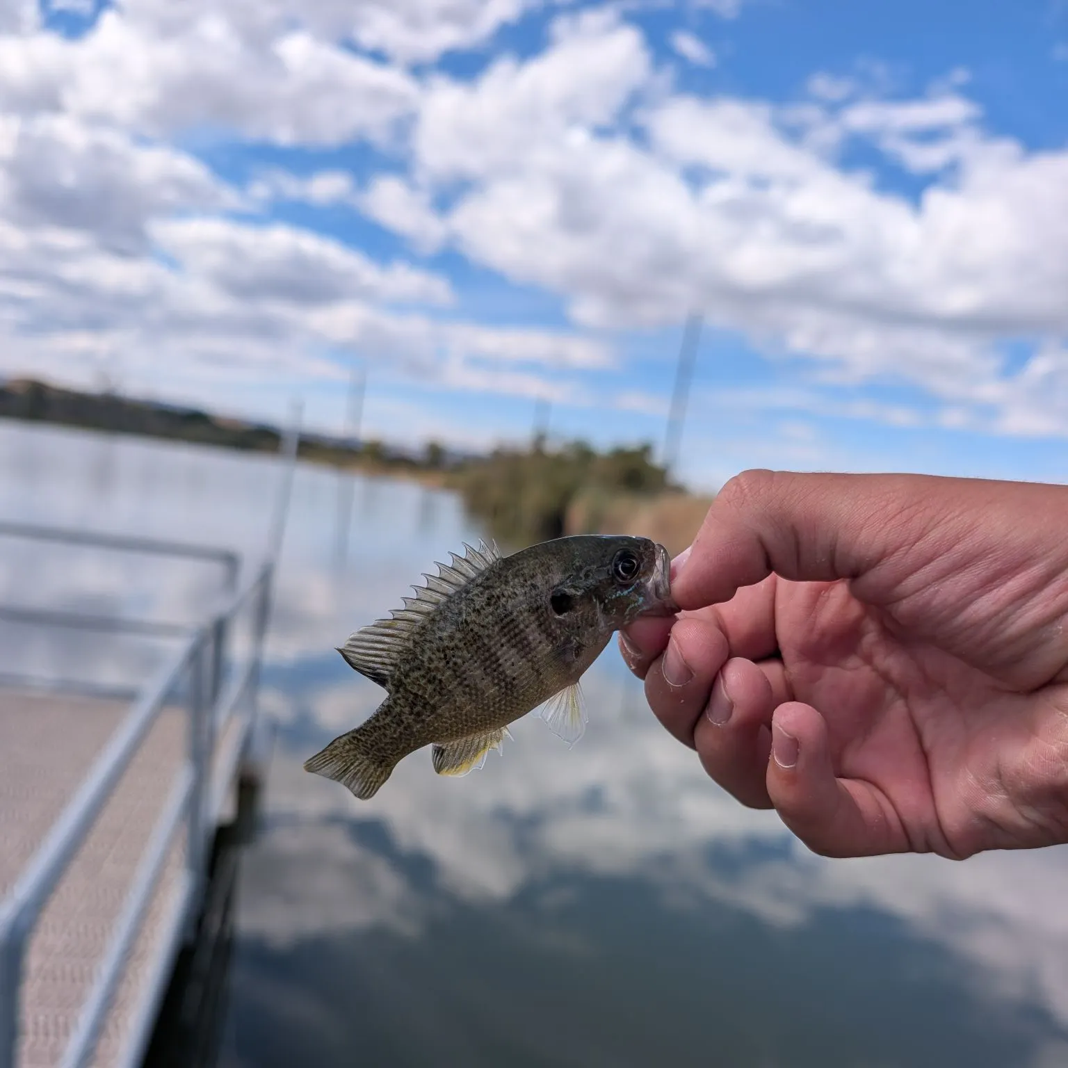 Green sunfish caught on Fishbrain