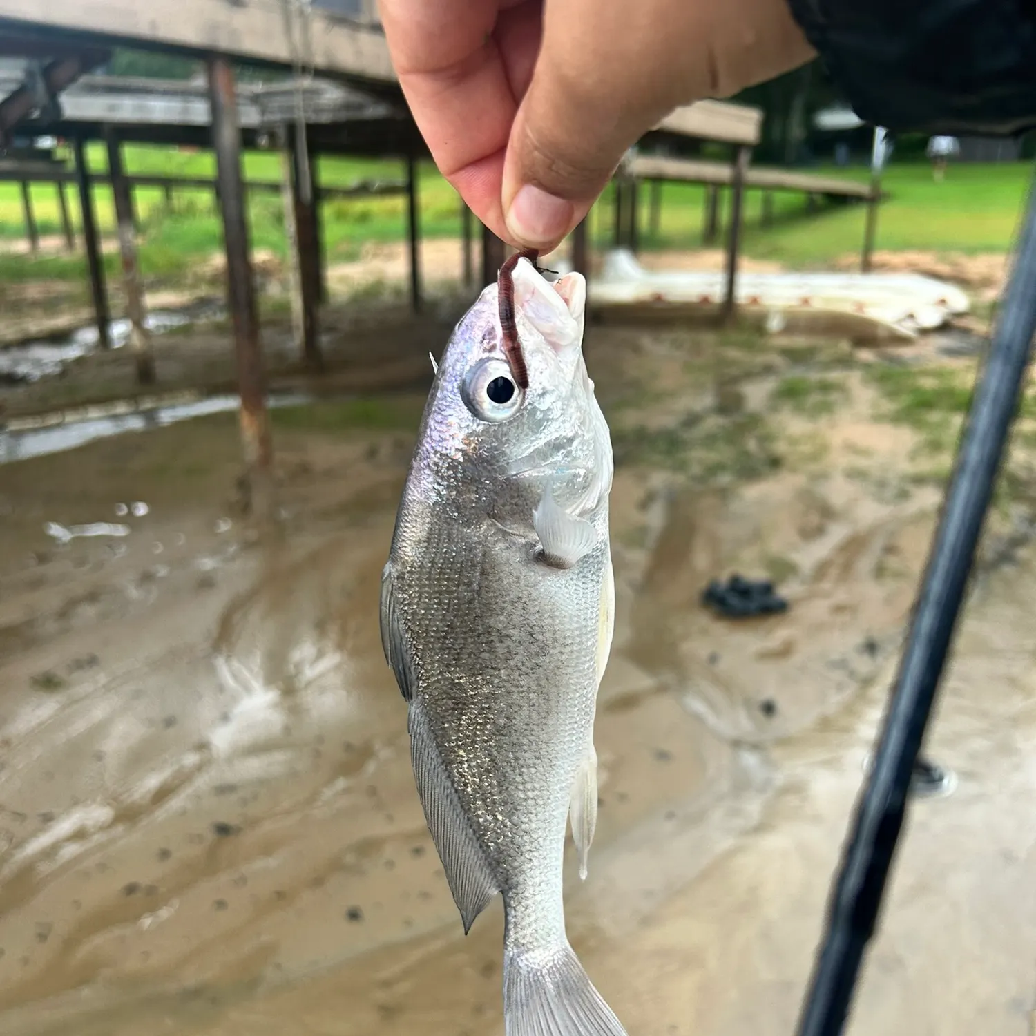 Freshwater drum caught on Fishbrain