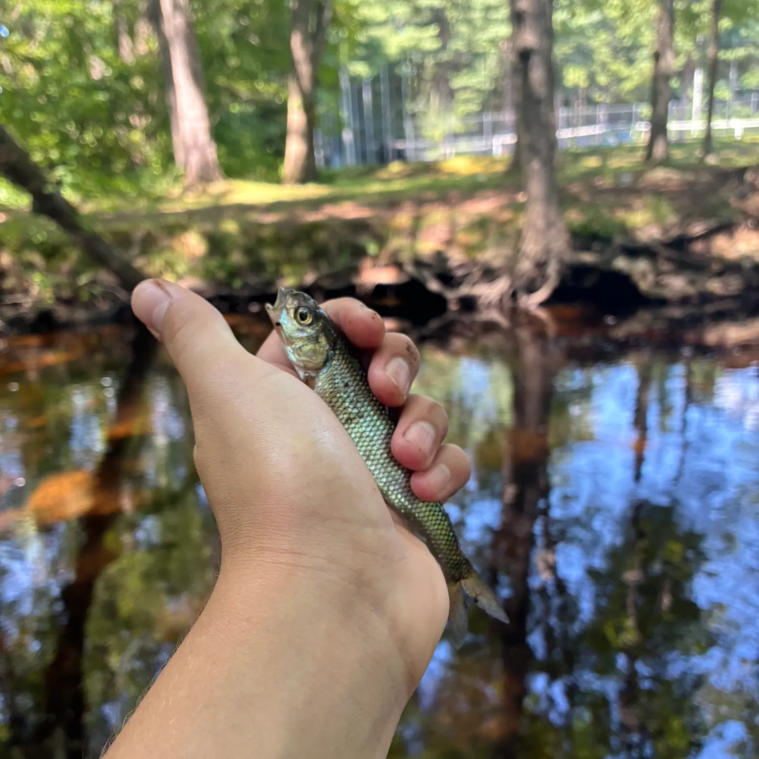 The most recent Fallfish catches on Fishbrain