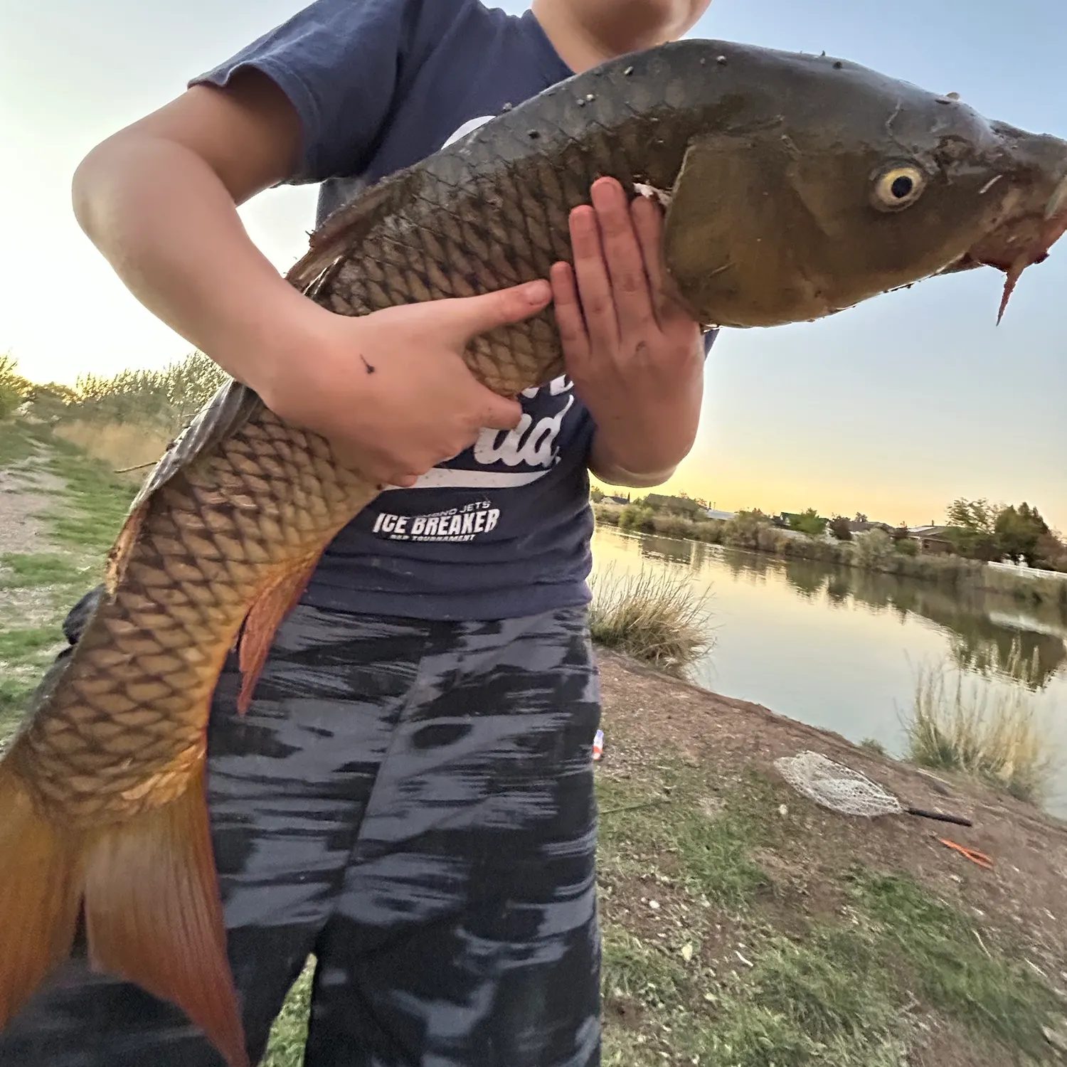 Common carp caught on Fishbrain