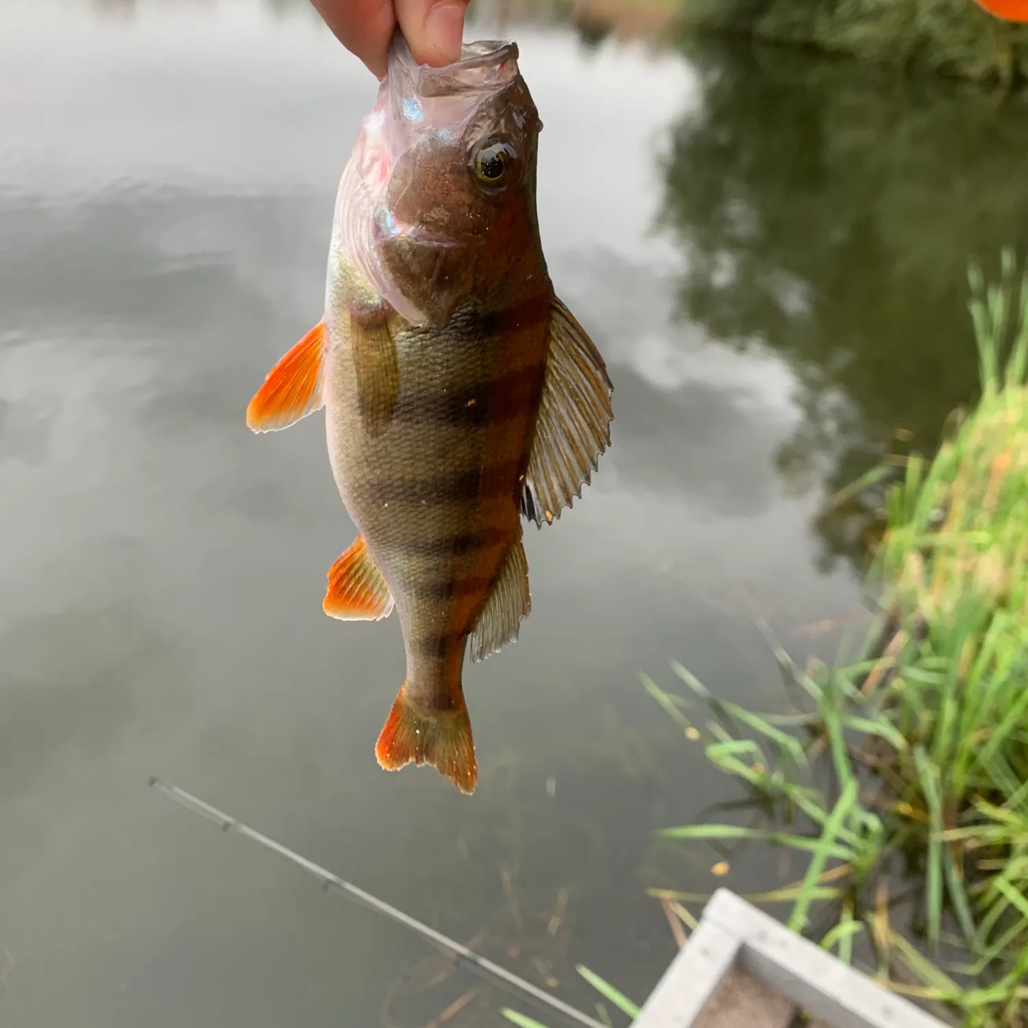 European perch caught on Fishbrain