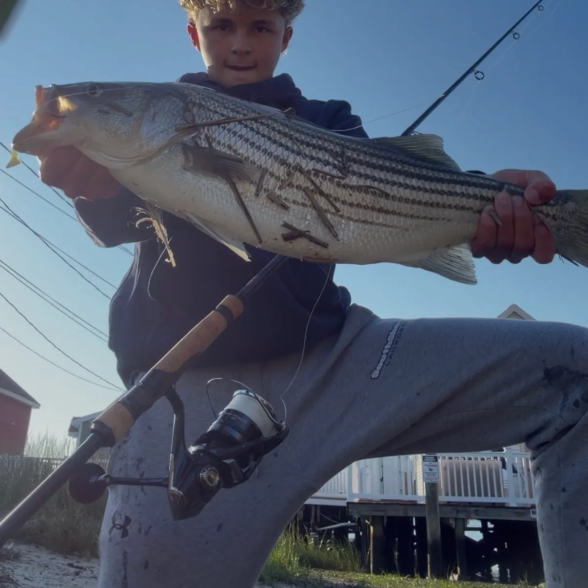 Striped bass caught on Fishbrain