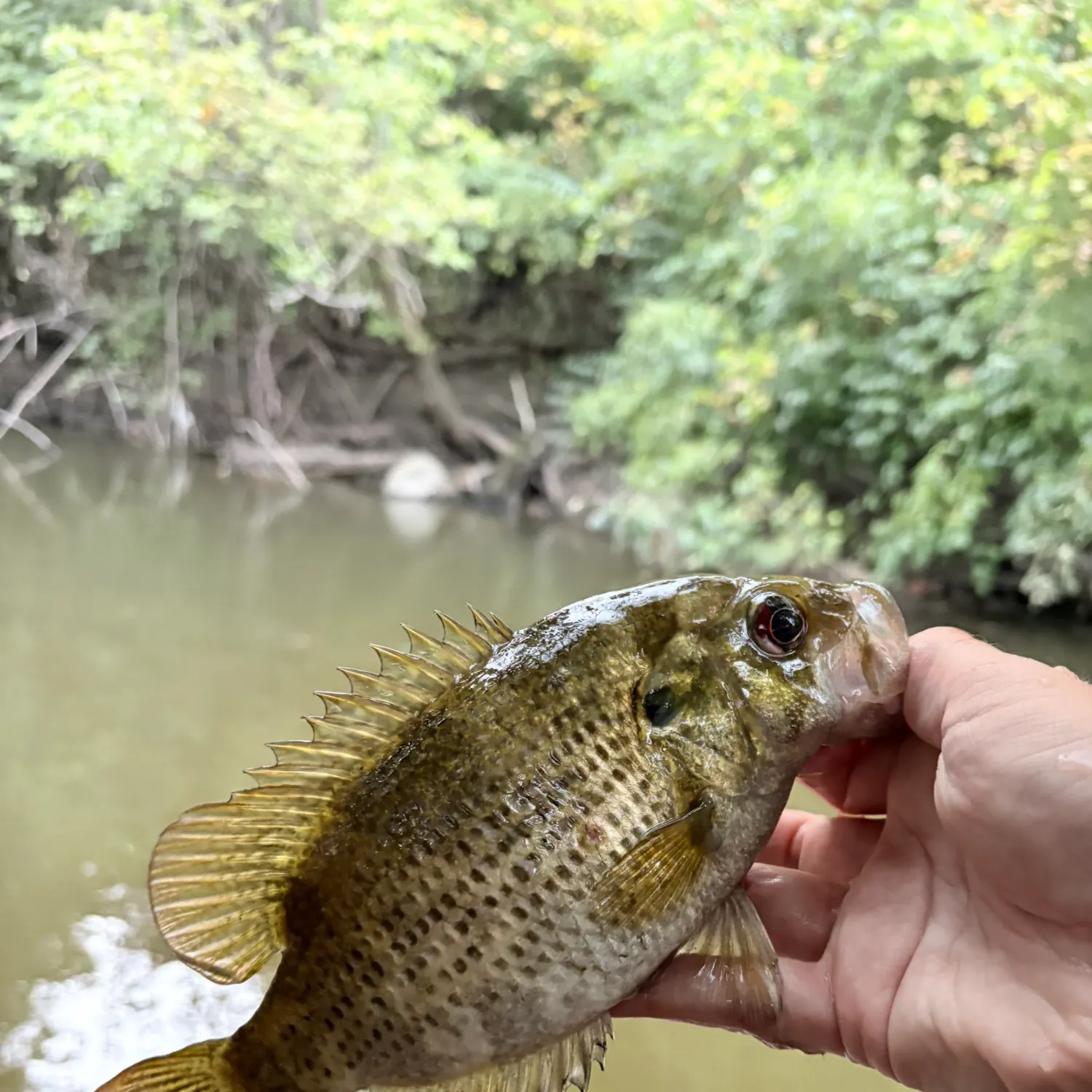 Rock bass caught on Fishbrain