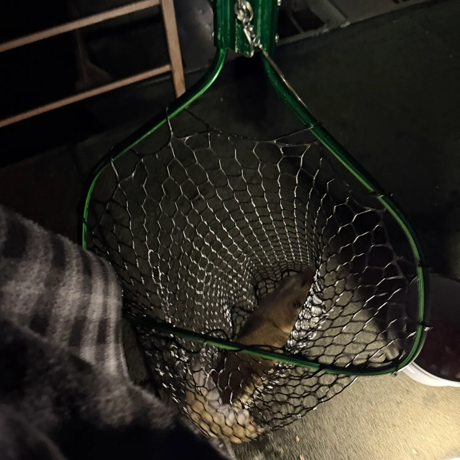 Grass carp caught on Fishbrain