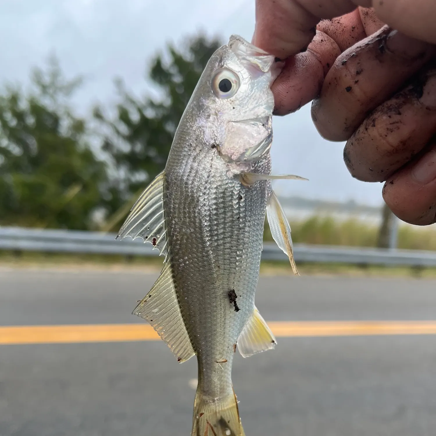 Atlantic croaker caught on Fishbrain