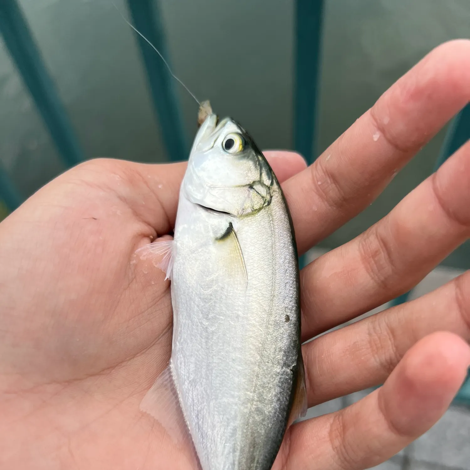 Bluefish caught on Fishbrain