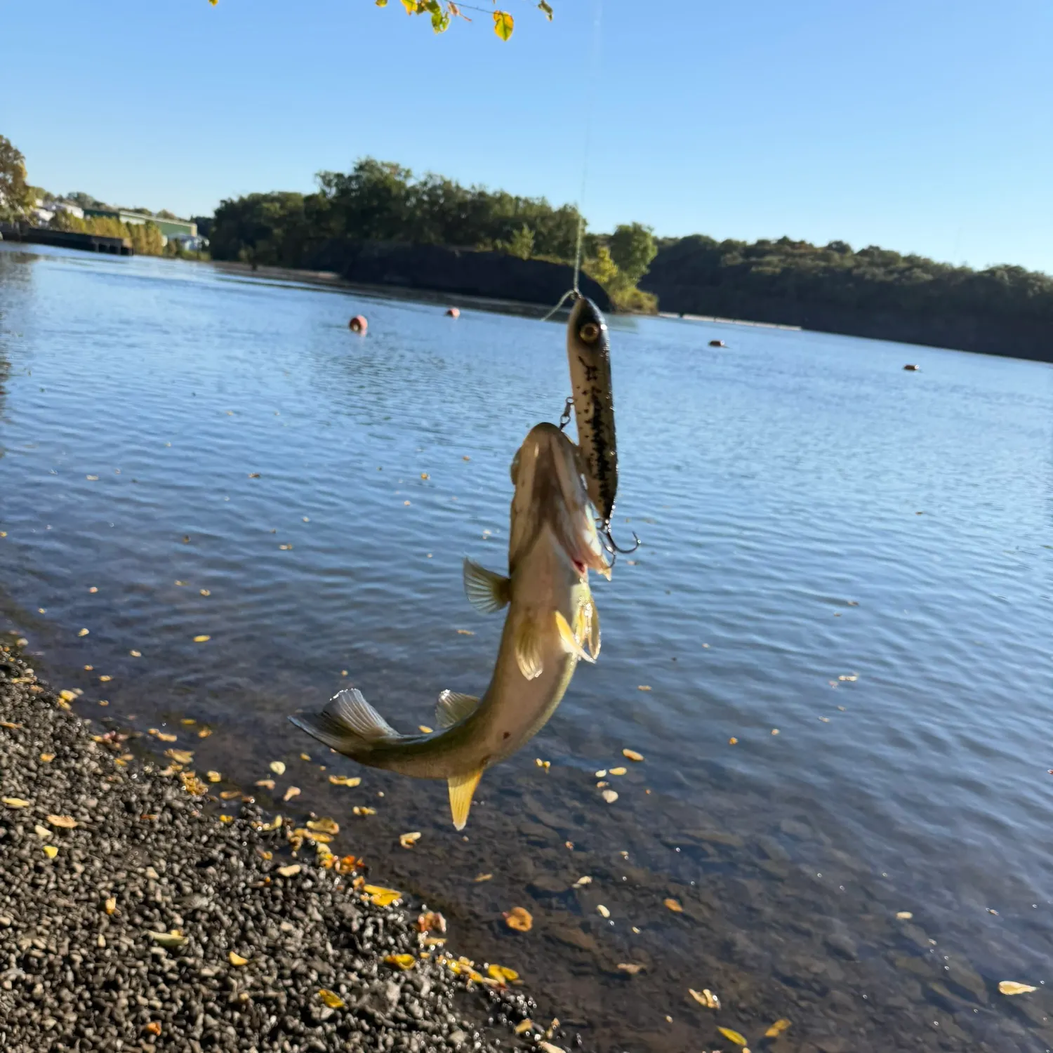 Smallmouth bass caught on Fishbrain