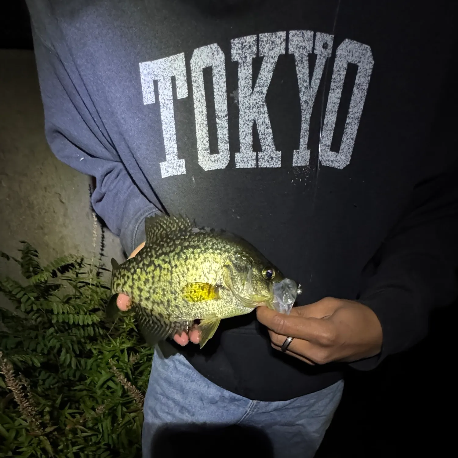 Black crappie caught on Fishbrain