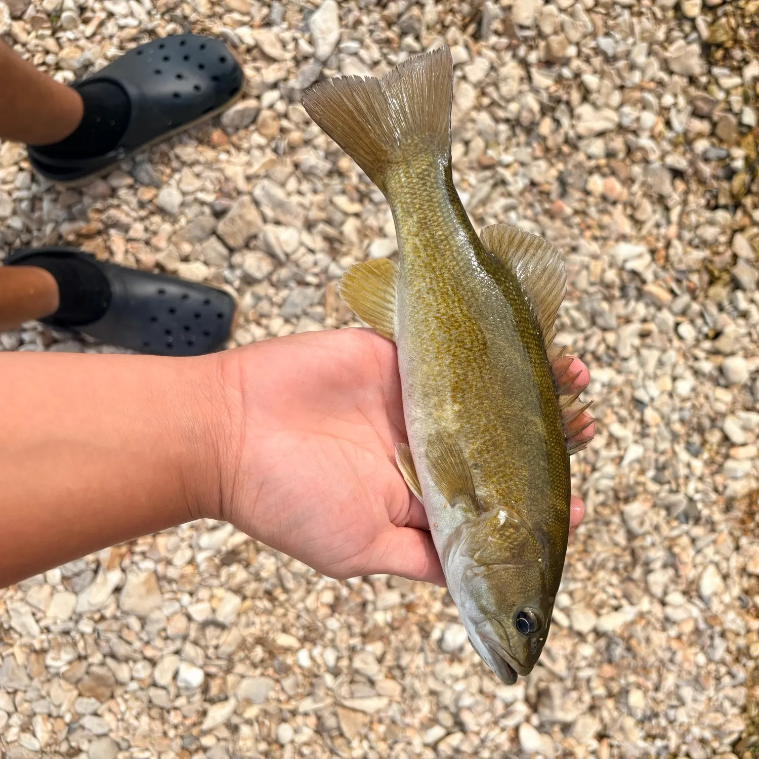 Smallmouth bass caught on Fishbrain