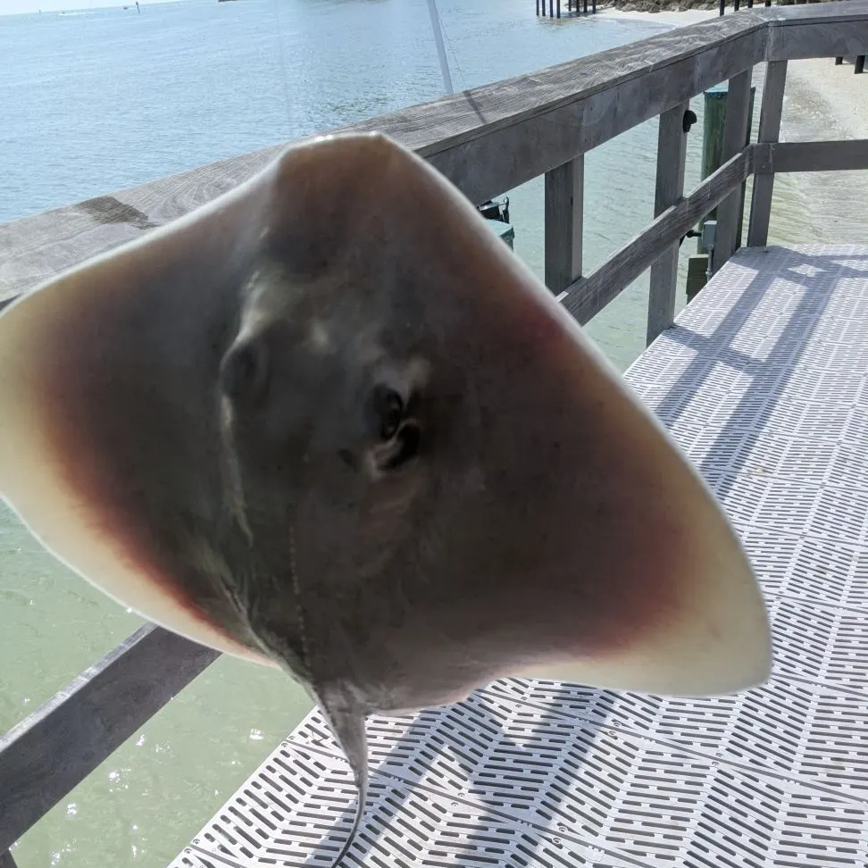The most recent Atlantic stingray catches on Fishbrain