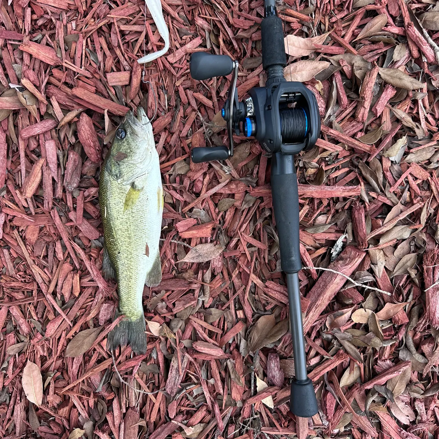 Largemouth bass caught on Fishbrain