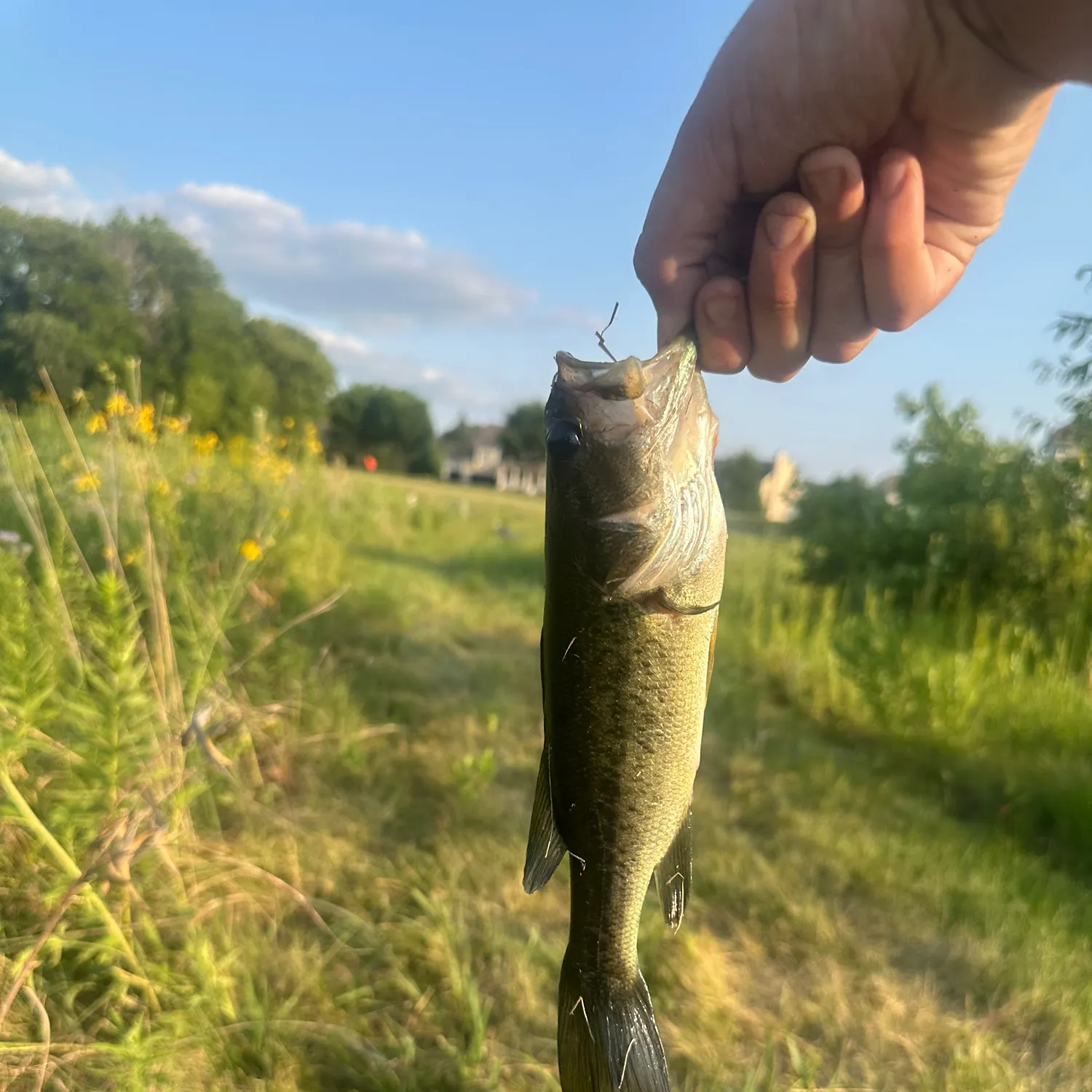 Largemouth bass caught on Fishbrain