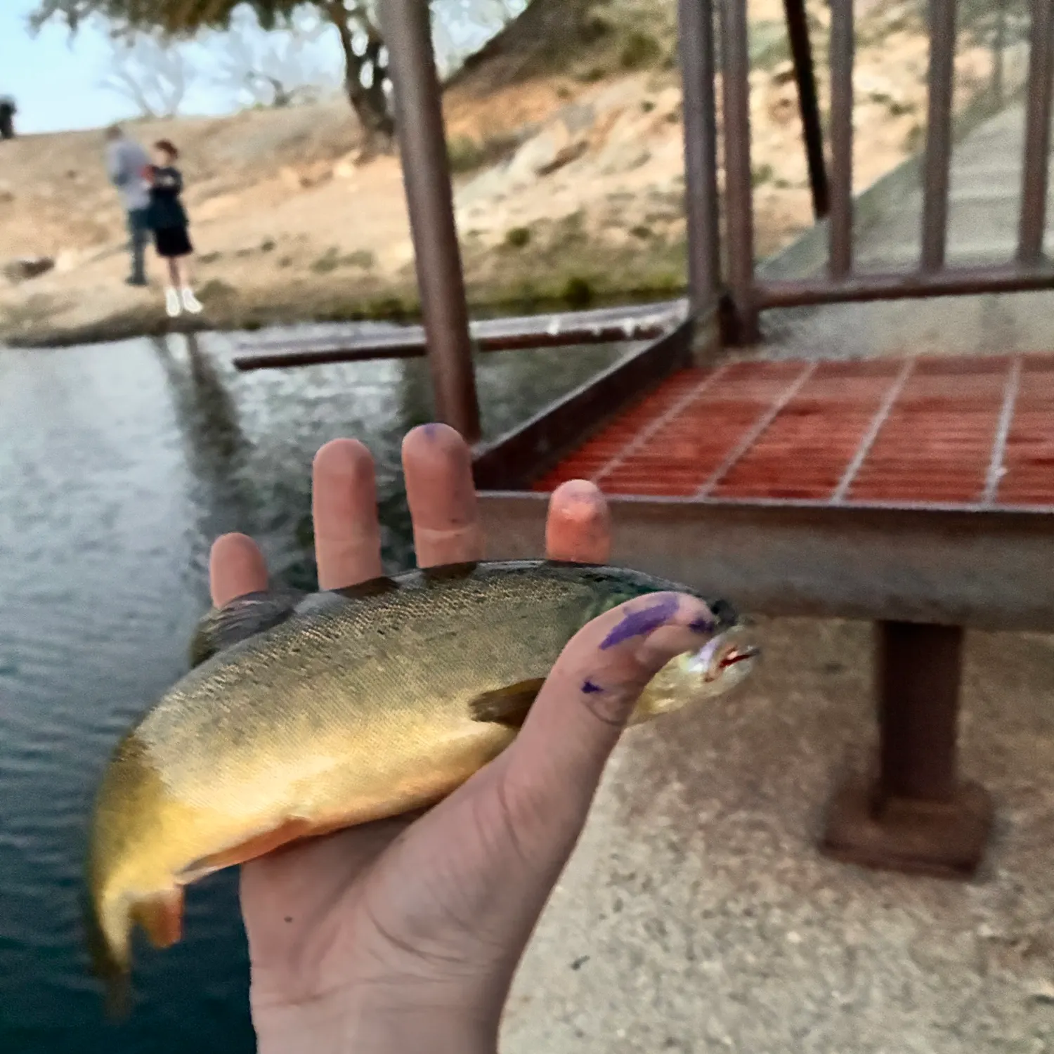 The most recent Apache trout catches on Fishbrain