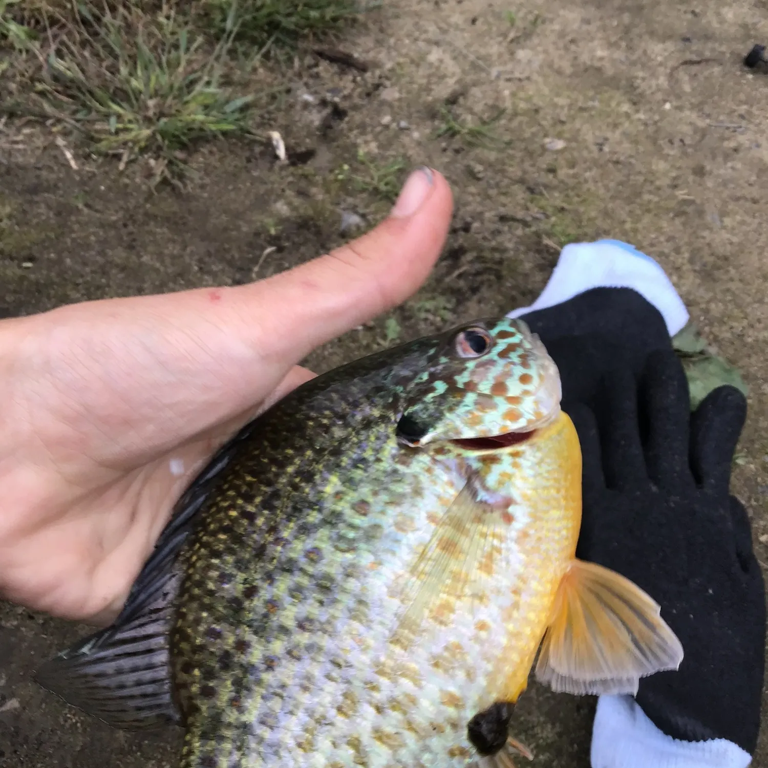 Pumpkinseed caught on Fishbrain