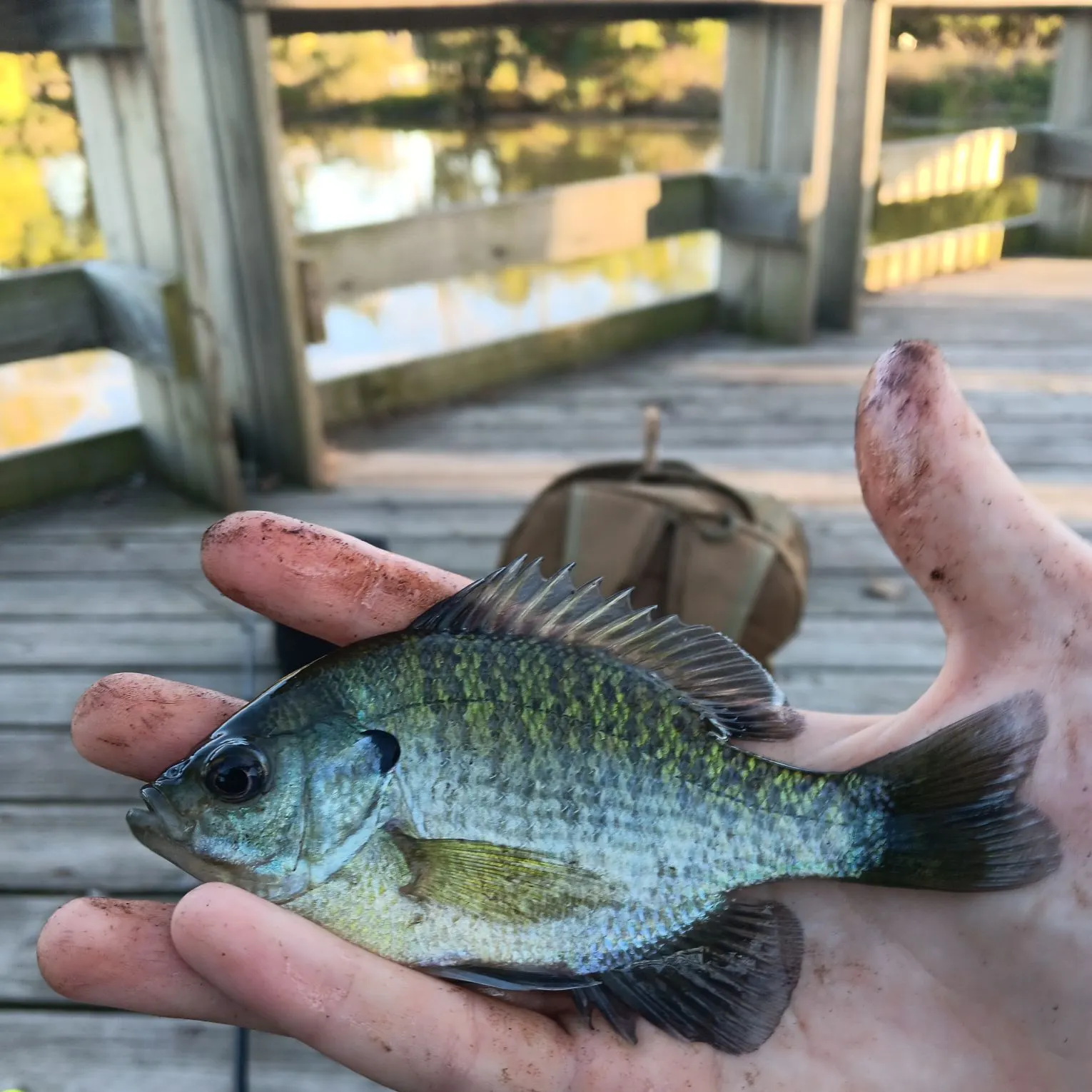 Bluegill caught on Fishbrain