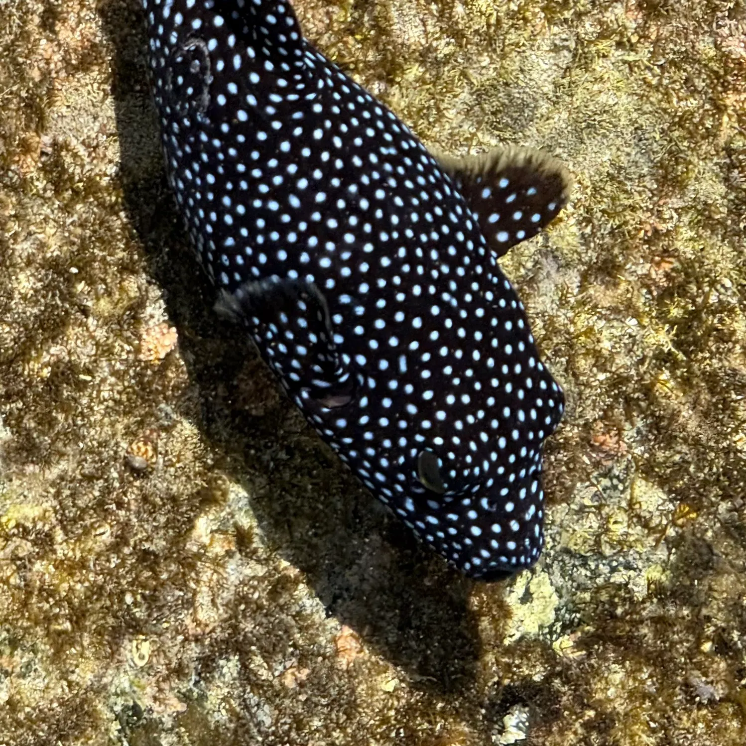 The most recent Guinean pufferfish catches on Fishbrain