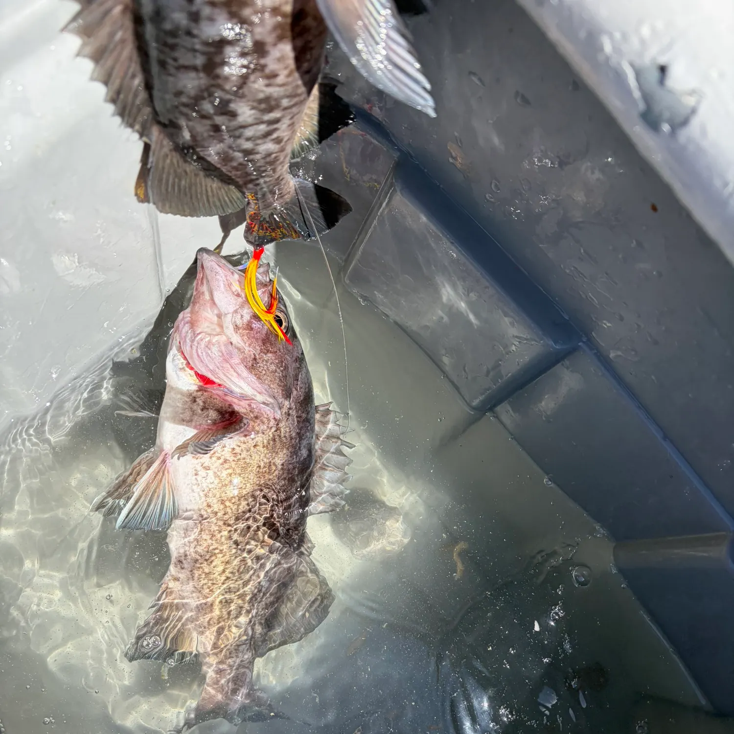 Deacon rockfish caught on Fishbrain