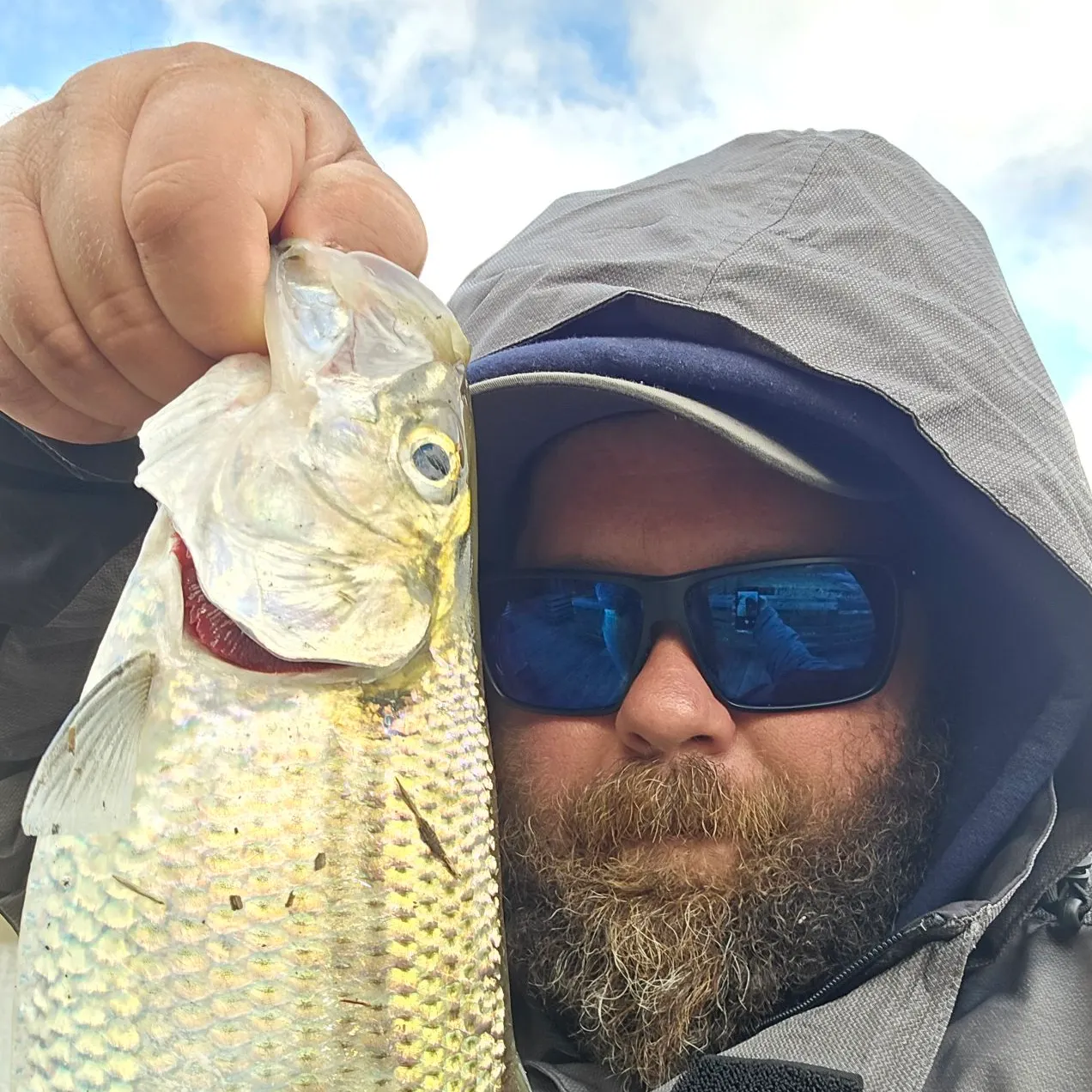 The most recent Hickory shad catches on Fishbrain