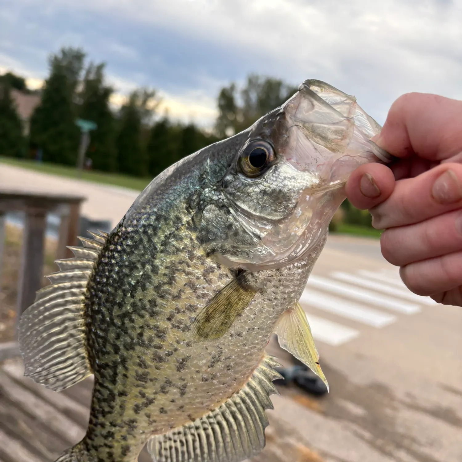 Black crappie caught on Fishbrain