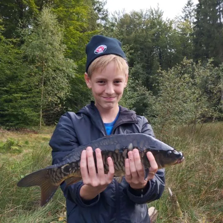 Mirror carp caught on Fishbrain