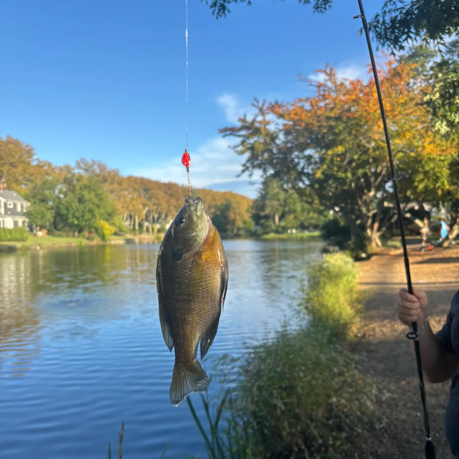 Bluegill caught on Fishbrain