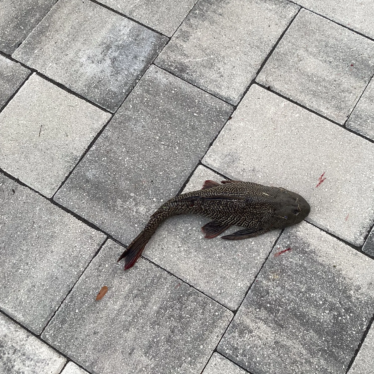The most recent Suckermouth catfish catches on Fishbrain