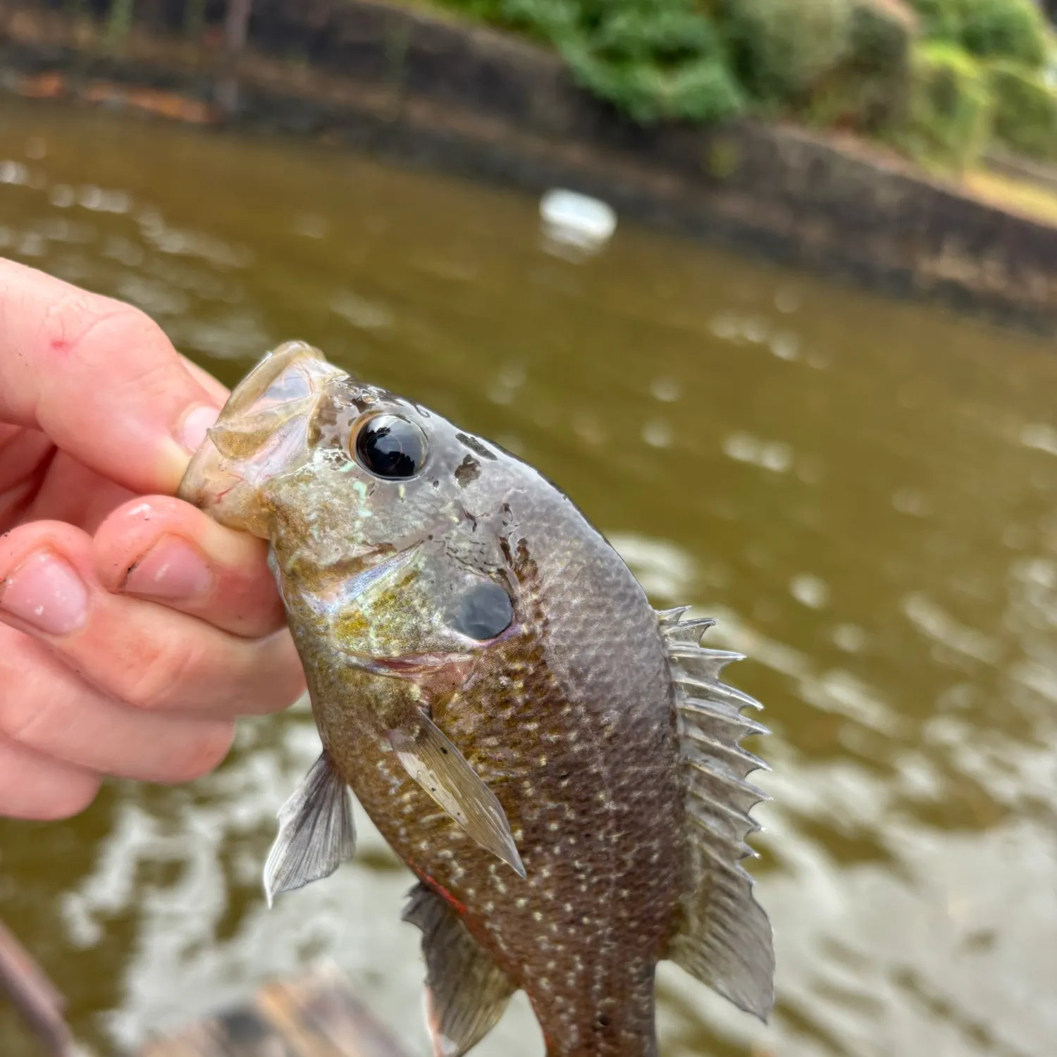 Warmouth caught on Fishbrain