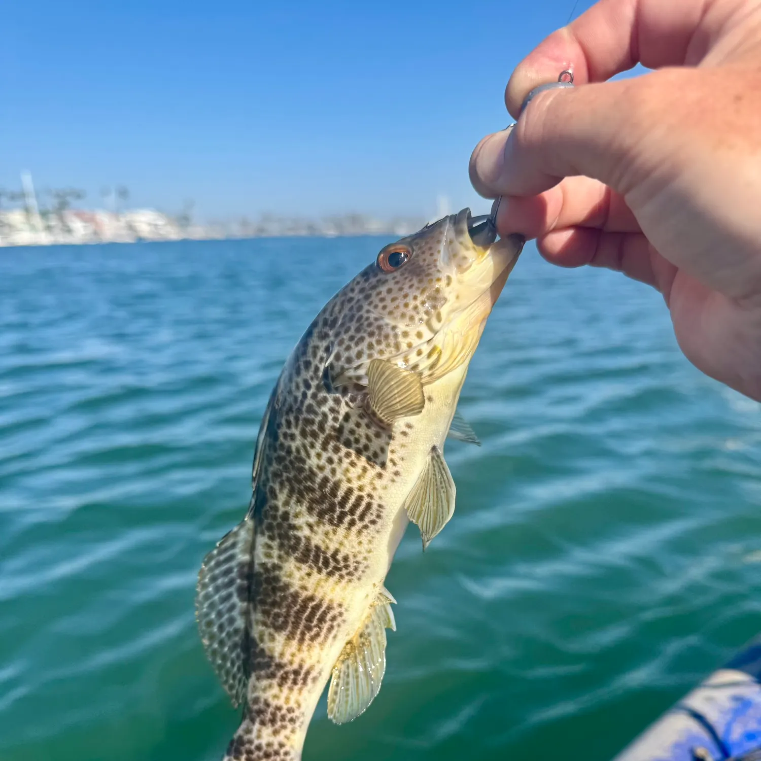 The most recent Spotted sand bass catches on Fishbrain
