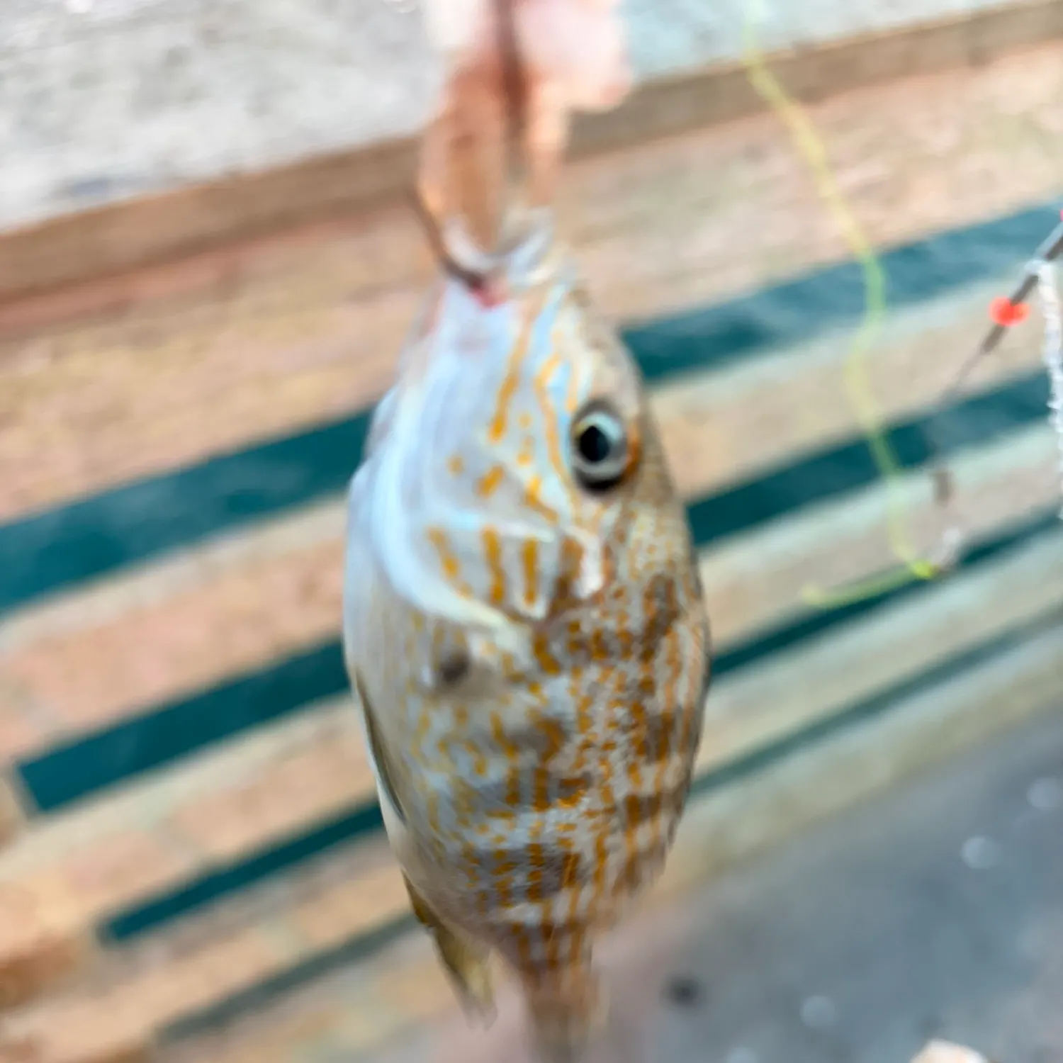 Pinfish caught on Fishbrain