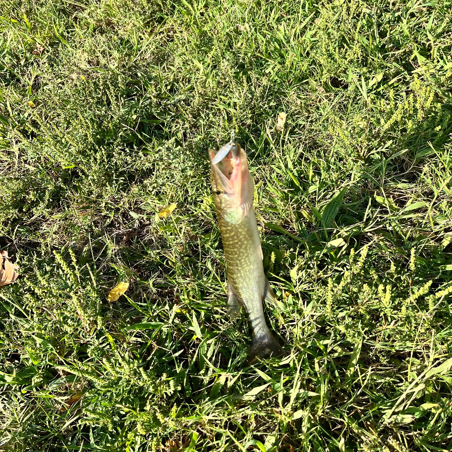 Northern pike caught on Fishbrain