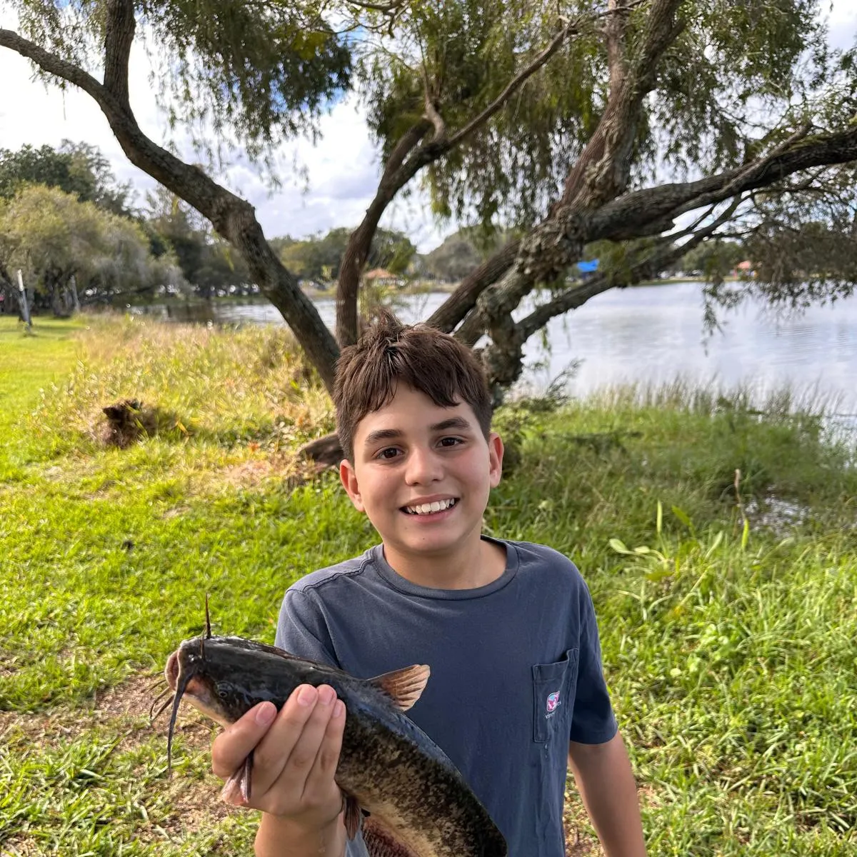 The most recent Brown bullhead catches on Fishbrain