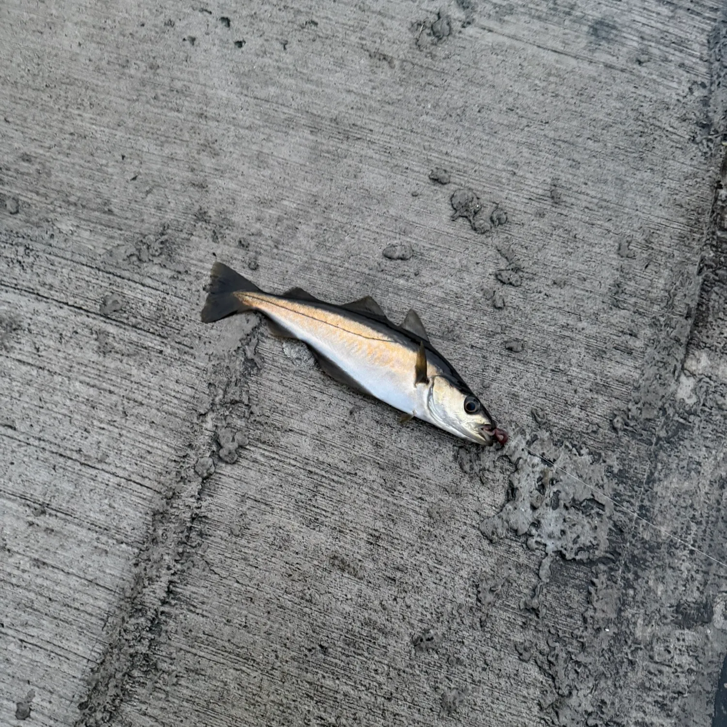 Atlantic pollock caught on Fishbrain
