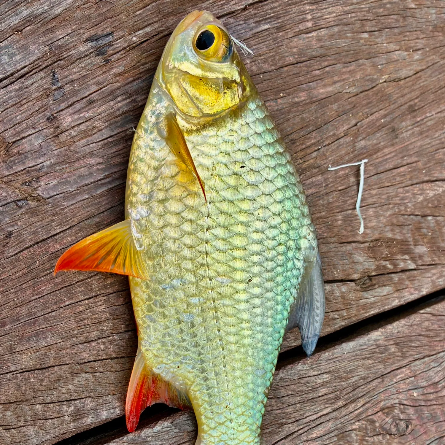 The most recent Java barb catches on Fishbrain