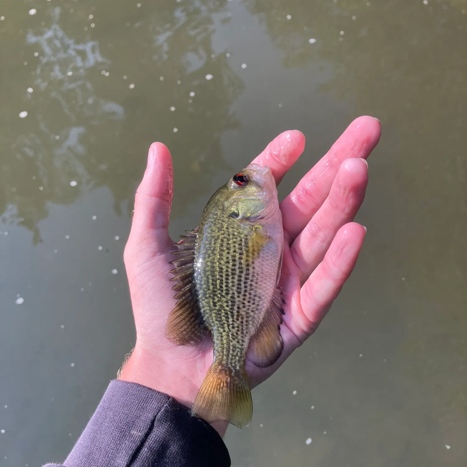 Rock bass caught on Fishbrain